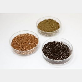 奥から時計回りに黄麴、黒麹、白麴（Ｃ）日刊ゲンダイ