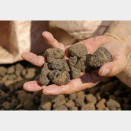 乾燥させた焼酎廃液のカスにはストレス軽減作用が…（Ｃ）日刊ゲンダイ