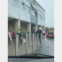 （「クリスプ・ラット」さんのツイッターから）