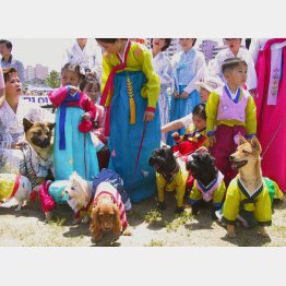 国内でも愛犬家は反対（Ｃ）共同通信社