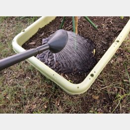 水やりで根から不要なものが排出される（提供写真）