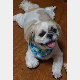 ペットの熱中症は増加傾向（Ｃ）日刊ゲンダイ