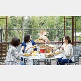 キリンにエサやりもできる（ザ・バンブーフォレスト提供）