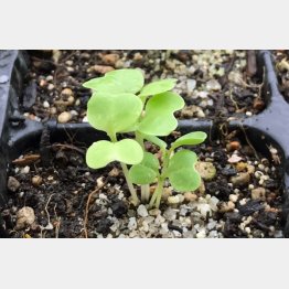 この状態の1～2週間後に間引きする（提供写真）