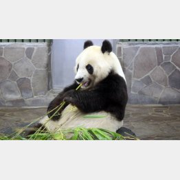 神戸市・王子動物園のパンダ「タンタン」／（提供写真）