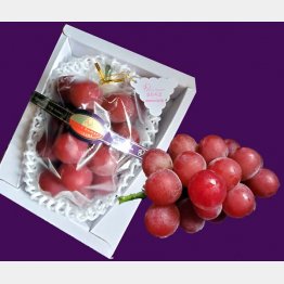 石川県のブドウ、ルビーロマン（Ｃ）日刊ゲンダイ