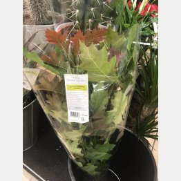 見る人が見れば価値が分かる？（シャロン・ハンレーさんのツイッターから）