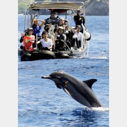 父島沖で野生のハシナガイルカがジャンプ（Ｃ）共同通信社
