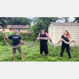 最大級のビルマニシキヘビを捕獲したスネーク・ハンターのケビンさんたち（フェイスブックから）