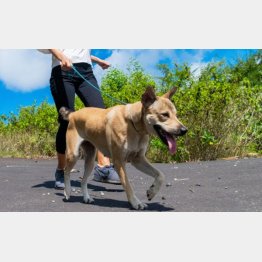 「どこかに埋めて」と頼まれて（写真はイメージ）