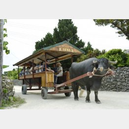 水牛車で散歩も楽しい（竹富島）／（Ｃ）共同通信社