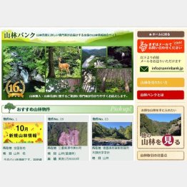 物件紹介サイトも人気（山林バンクの公式HP）