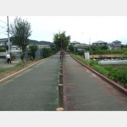 遊歩道として整備された小松島線跡（Ｃ）日刊ゲンダイ