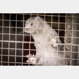 殺処分は心苦しい（デンマーク北部イェリングの農場で飼われるミンク）／（Ｃ）ロイター＝共同