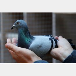 史上最高額で落札されたレース鳩の「ニュー・キム」／（Ｃ）ロイター