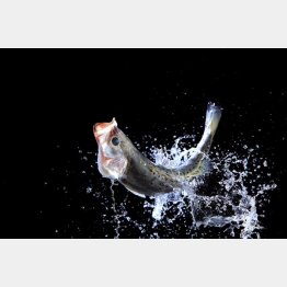 写真はイメージ（Ｃ）PIXTA