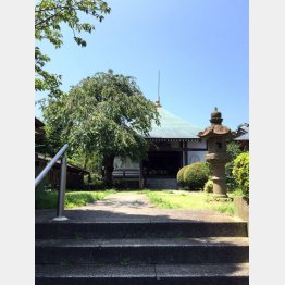 伊豆の願行寺（Ｃ）日刊ゲンダイ