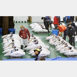 豊洲市場でのマグロの競りの様子（Ｃ）共同通信社