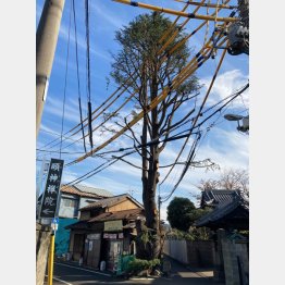 高さ20メートルほどの大木に（Ｃ）日刊ゲンダイ