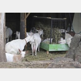 ヤギやニワトリも盗まれた（Ｃ）共同通信社