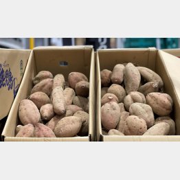 おいしい状態をキープしながら出荷を待つ安納芋（提供写真）