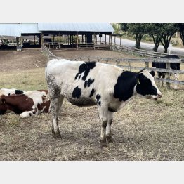 牛は”ブル”、株式市場では強気の象徴だが