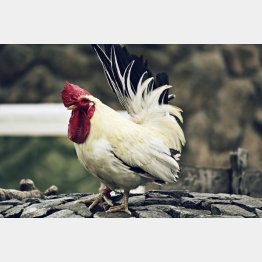 鶏に卵を産ませ…（写真はイメージ）