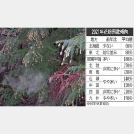 スギ花粉は昨シーズンの2倍との予想も（Ｃ）日刊ゲンダイ