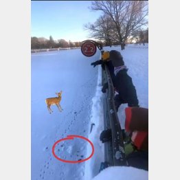 ルドルフは小さな雪のふくらみとなって姿が見えなくなった…（ブレンダさんのツイッターから）