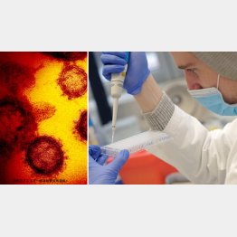感染者から採取した変異種コロナウイルスを配列し分析する科学者（＝右、独バイオサイエンティア社の研究所）　（Ｃ）ロイター／Kai Pfaffenbach