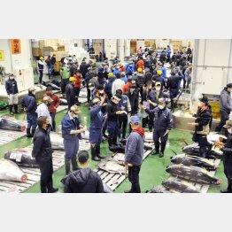 豊洲市場のマグロの競りに集まった関係者（Ｃ）共同通信社