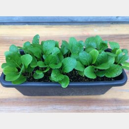 100均で材料を揃えたコマツナ（提供写真）