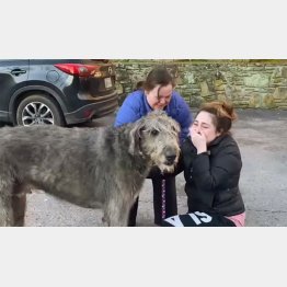 ファーガスに会えて泣き崩れるメレディスさん（メレディスさんのフェイスブックから）