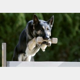 45分はホンマ早いで（警察犬クレバ号＝兵庫県警提供）