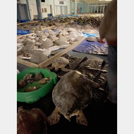 救出大作戦！（ララさんのツイッターから）