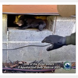 床下にいた子グマの一匹（「アパラチアン・ベア・レスキュー」のフェイスブックから）