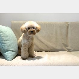 写真はイメージ