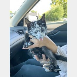 保護猫のメレディス（ＦＦＢのツイッターから）