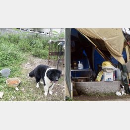 2016年熊本地震時の避難状況１（在宅避難。倒壊危険のある自宅にペットを残し、飼い主は避難所から世話に通うことに＝左。テント泊。ペットと一緒に生活できるが支援は届きにくく健康上の問題も生じやすい＝右）／（提供写真）