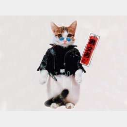 「なめんなよ」　（Ｃ）SATORU TSUDA／禁・複写&転載