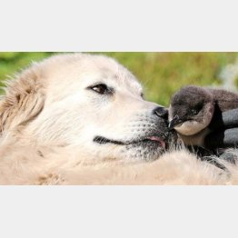 （ミドルアイランド・ペンギン・プロジェクトのフェイスブックから）