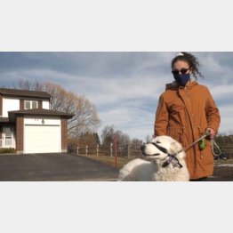 ヘイリーさんとクローバー（CTVニュースのコルトン・プレイル記者のツイッターから）