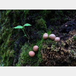 吉野山の地衣類や粘菌たち（提供写真）