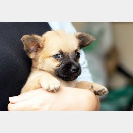 犬の気持ちをAIが変換