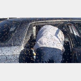 春先は…（ユーチューブから）