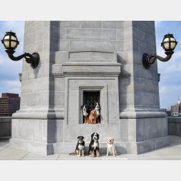 写真①スティーブンさんの愛犬たち（インスタグラムから)