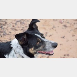 （RSPCAのフェイスブックから）