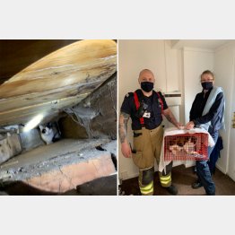 猫の鳴き声が…無事に救出！（RSPCAのツイッターから）