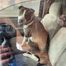 アストロ（エルパソ消防局のツイッターから）