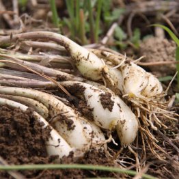 採れたてのラッキョウは味噌をつけて丸かじり（Ｃ）日刊ゲンダイ